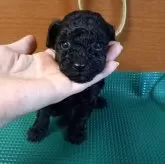 マルプー(マルチーズ×トイプードル)【鹿児島県・女の子・2024年12月4日・ブラック】の写真1