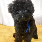 タイニープードル