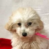 ティーカッププードル