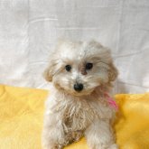 トイプードル(ティーカップ)