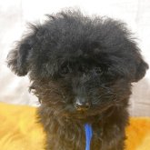 トイプードル(ティーカップ)