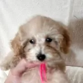 ティーカッププードル