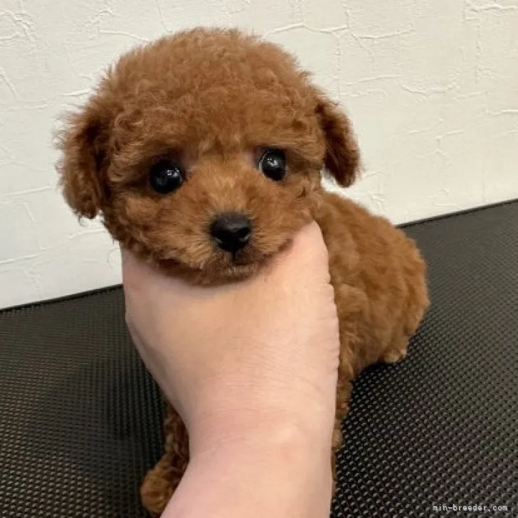 ID：2305-03626の子犬