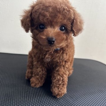 トイプードル(タイニー)【石川県・男の子・2023年3月16日・レッド】の写真「とってもかわいい小ぶりな男の子です^_^」