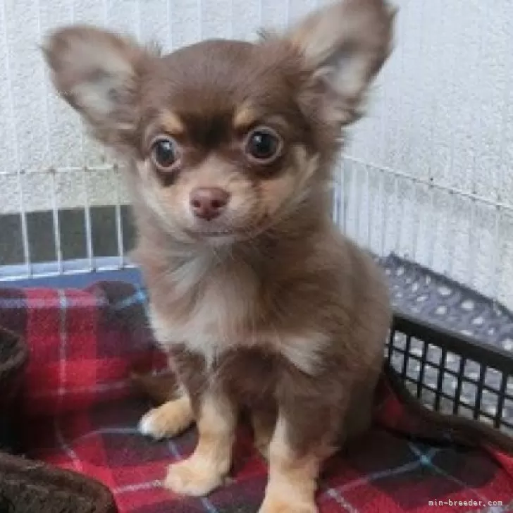 ID:2403-06733の子犬