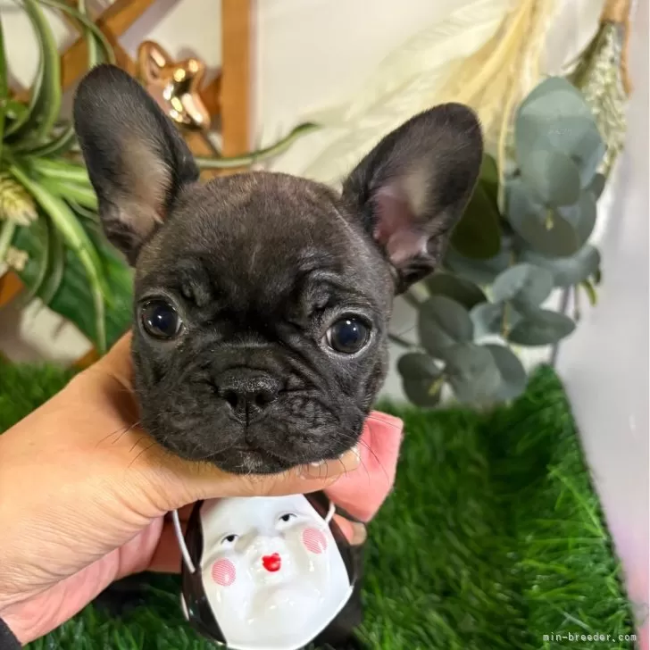 ID：2601-07103の子犬