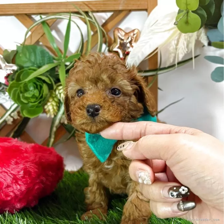 タイニープードル【岐阜県・男の子・2025年11月29日・レッド】の写真1