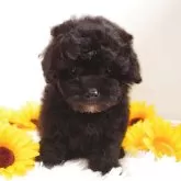 トイプードル(トイ)【栃木県・女の子・2025年7月13日・ブラック】の写真4