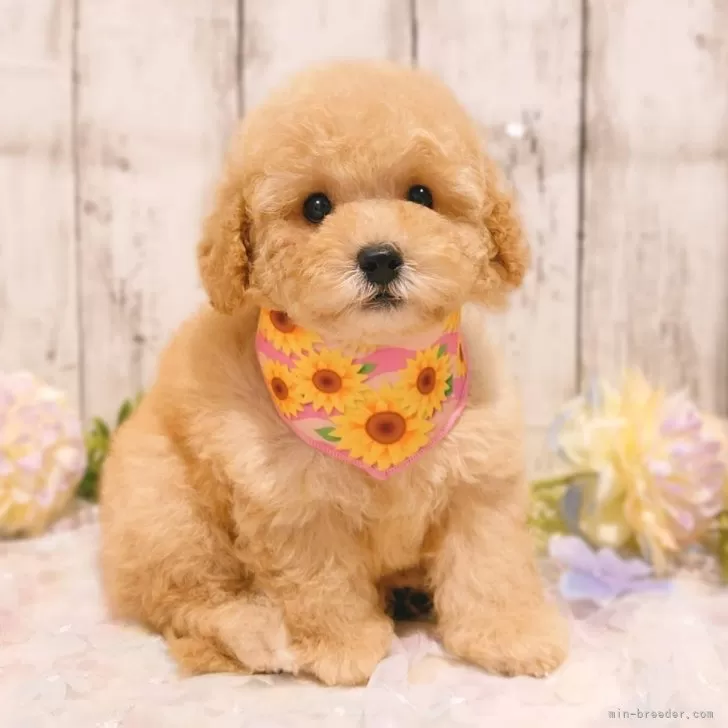 ID：2506-07654の子犬