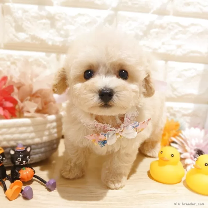 Y.K 様のお迎えした子犬