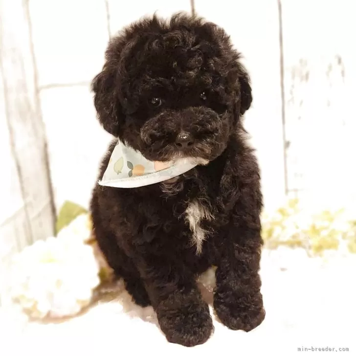 ID:2506-07651の子犬