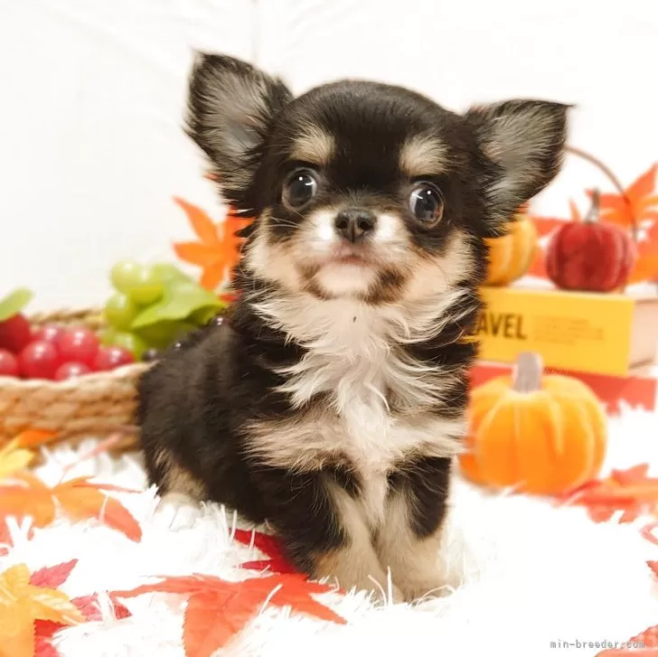 Y.A 様のお迎えした子犬