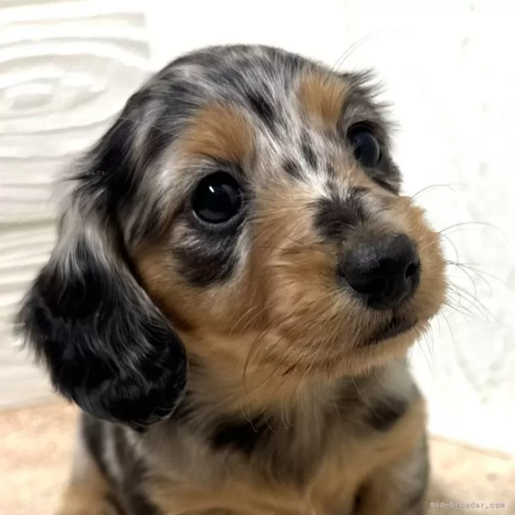 ID：2501-04306の子犬