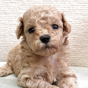 トイプードル(トイ)【栃木県・男の子・2025年7月13日・アプリコット】の写真「🌟めちゃめちゃ可愛い男の子 🌟」