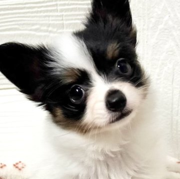 パピヨン【栃木県・女の子・2024年11月29日・ブラックタン & ホワイト】の写真「💕とーっても可愛い女の子 💕」