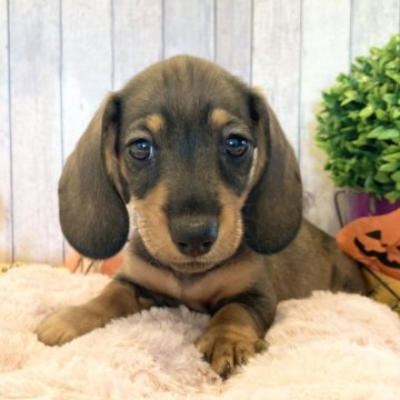 スタンダードダックスフンド(スムース)【栃木県・男の子・2025年7月27日・シェーデッドレッド】の写真「🎀めちゃカワ 大人気の スムース 男子 🎀」