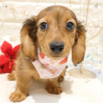 ミニチュアダックスフンド(ロング)【栃木県・女の子・2025年9月5日・レッドダップル】の写真「🐾ダックス３兄妹🐾　」