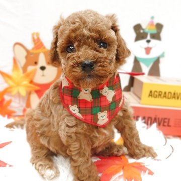 トイプードル(トイ)【栃木県・女の子・2025年9月25日・レッド】の写真「🐶プードル4兄妹🐶」