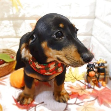 スタンダードダックスフンド(スムース)【栃木県・女の子・2025年7月27日・ブラック&タン】の写真「🍁オータムキャンペーン実施中！！  🍁」