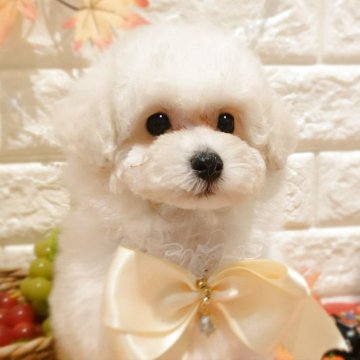 トイプードル(トイ)【栃木県・女の子・2025年8月24日・クリーム】の写真「🎀めちゃカワ トイプーの三つ子ちゃん 🎀」