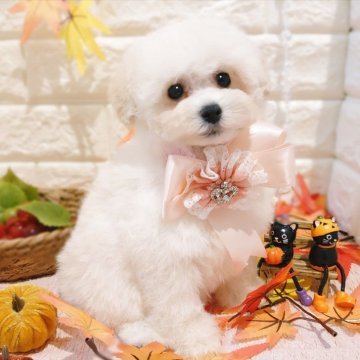 トイプードル(トイ)【栃木県・女の子・2025年8月24日・クリーム】の写真「🎀めちゃカワ トイプーの三つ子ちゃん 🎀」