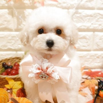 トイプードル(トイ)【栃木県・女の子・2025年8月24日・クリーム】の写真「🎀めちゃカワ トイプーの三つ子ちゃん 🎀」