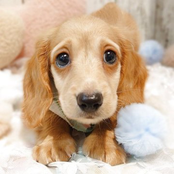 ミニチュアダックスフンド(ロング)【栃木県・男の子・2025年3月16日・ゴールド】の写真「タレ目な男の子🐶」