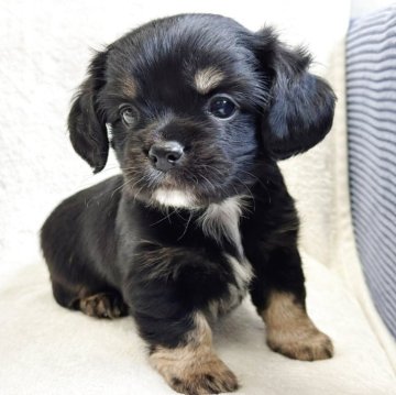 ミックス(チワワ×アメリカンコッカースパニエル)【栃木県・男の子・2025年9月16日・ブラックタン&ホワイト】の写真「🐾めちゃカワミックスの双子ちゃん🐾」