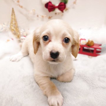 チワックス(チワワ×ダックスフンド)【栃木県・女の子・2025年9月27日・クリーム】の写真「🐶チワックス三兄妹🐶」