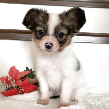 パピヨン【栃木県・女の子・2025年10月14日・ホワイト&ブラウン】の写真「🎄めちゃカワ　パピちゃん 🎄」