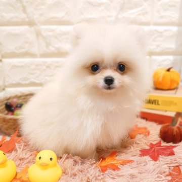 ポメラニアン【栃木県・男の子・2025年8月8日・クリーム】の写真「🐾可愛いポメちゃん4兄妹🐾」