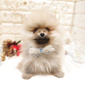 ポメラニアン【栃木県・男の子・2025年10月15日・オレンジセーブル】の写真「🎁🎄めちゃカワ ポメちゃん 🎄🎁」