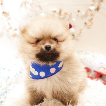 ポメラニアン【栃木県・男の子・2025年10月15日・オレンジセーブル】の写真「🎁🎄めちゃカワ ポメちゃん 🎄🎁」