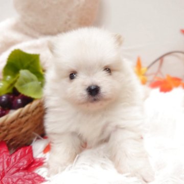 ポメラニアン【栃木県・男の子・2025年8月8日・クリーム】の写真「🐾可愛いポメちゃん4兄妹🐾」