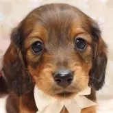 ミニチュアダックスフンド(ロング)【栃木県・女の子・2024年12月18日・シェ―デッドレッド】の写真1