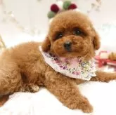 トイプードル(トイ)