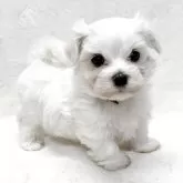 マルチーズ