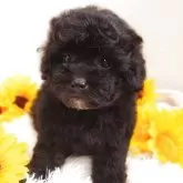 トイプードル(トイ)【栃木県・女の子・2025年7月13日・ブラック】の写真5