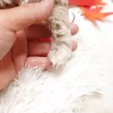 トイプードル(トイ)【栃木県・男の子・2025年9月25日・アプリコット】の写真8「後肢にミスカラー有」