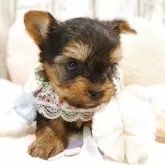 ヨークシャーテリア【栃木県・女の子・2025年4月18日・スティールブルー&タン】の写真8