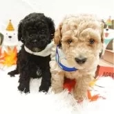 トイプードル(トイ)【栃木県・男の子・2025年9月25日・アプリコット】の写真10