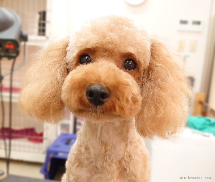 トイプードル(トイ)【・男の子・2022年1月23日・アプリコット】