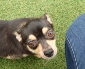 チワワ(スムース)【・女の子・2021年11月20日・ブラック&タン】