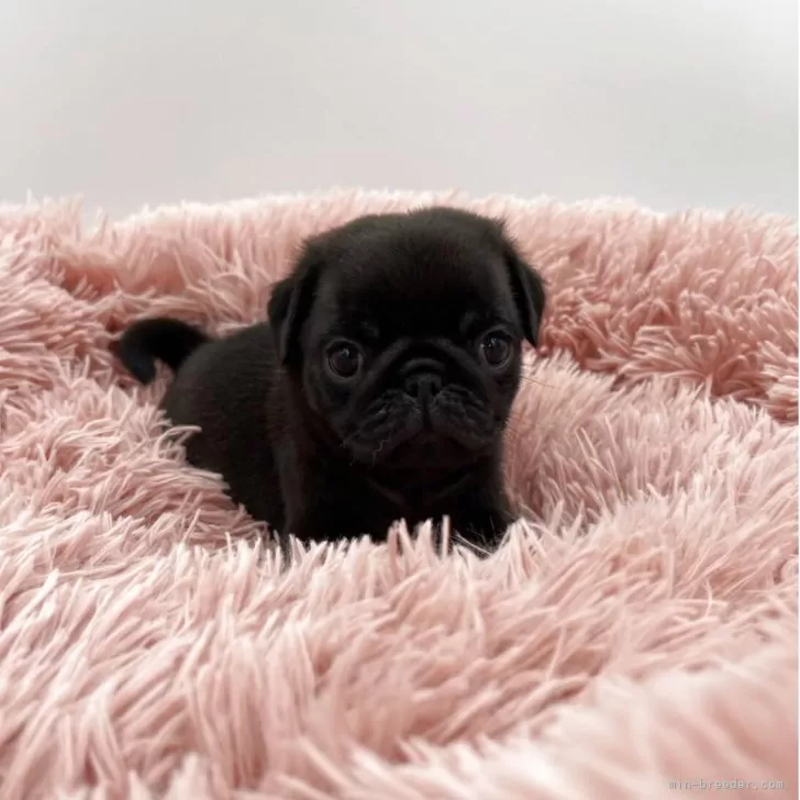 ID：2506-01945の子犬