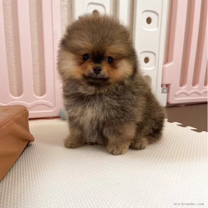 ID：2508-08494の子犬