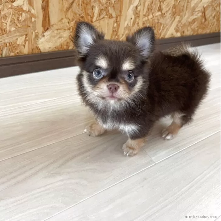 M.O 様のお迎えした子犬