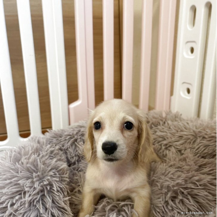 ブリーダー画像