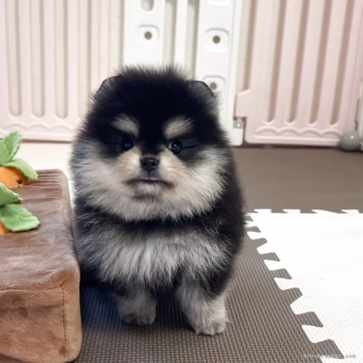 ID：2508-04161の子犬