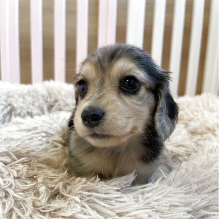 ブリーダー画像