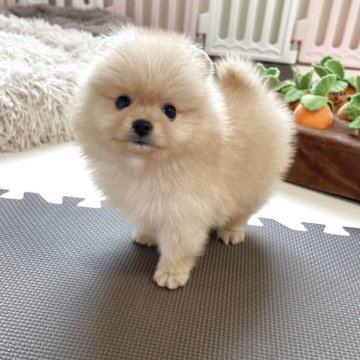 ポメラニアン【岡山県・男の子・2025年7月10日・クリーム】の写真「可愛い男の子🐾見学はお早めに🐾」